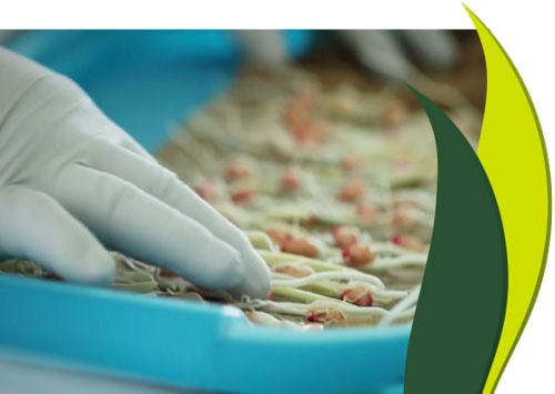 investigacion_desarrollo